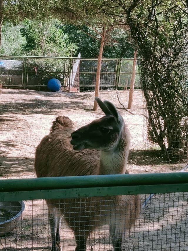 西寧野生動物園：一場熱血沸騰的動物奇遇之旅