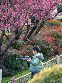 天鵝湖畔上演粉色浪漫，二月合肥絕美氛圍來襲