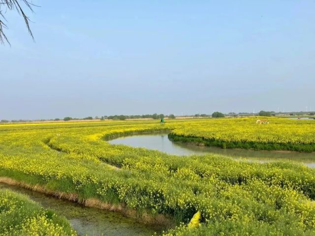 高郵湖旅遊知識
