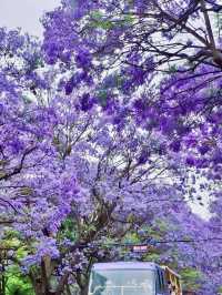 Jacaranda, the Purple Romance of Spring in Kunming!