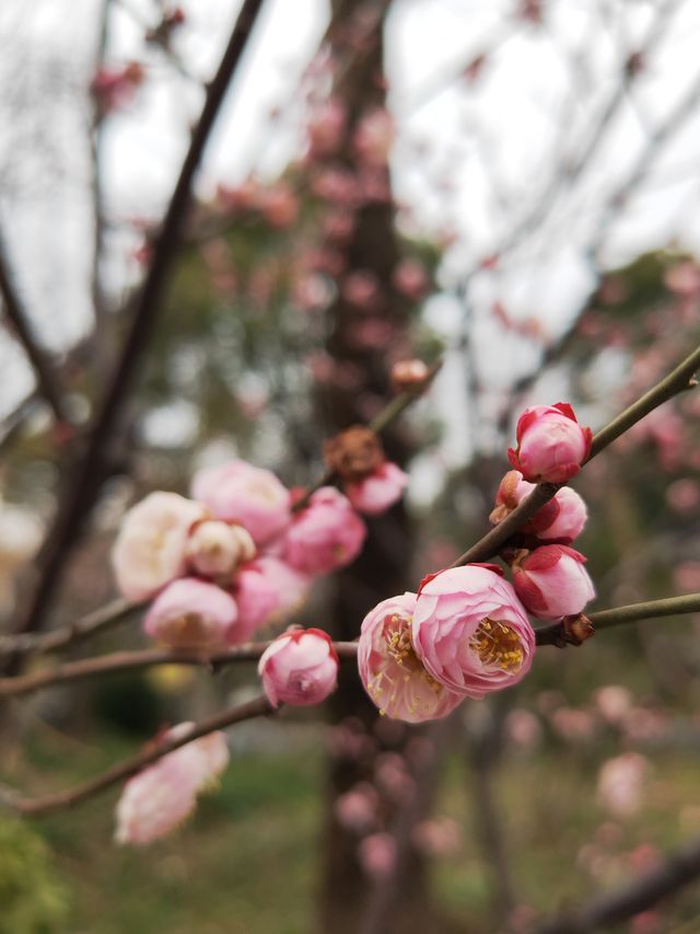 真如公園梅花景