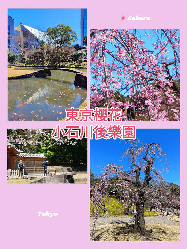 東京櫻花｜小石川後樂園的古老垂枝櫻