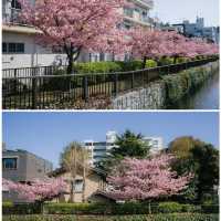 🌸東京限定！大橫川親水公園的爛漫櫻雪