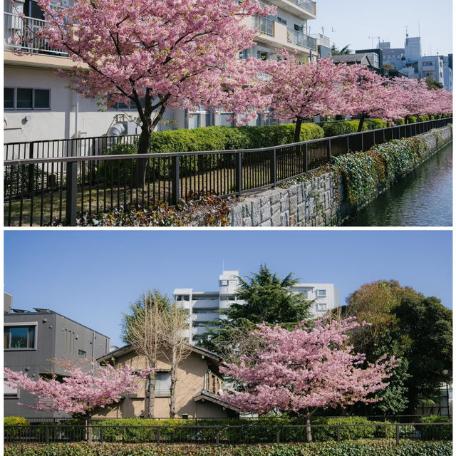 🌸東京限定！大橫川親水公園的爛漫櫻雪