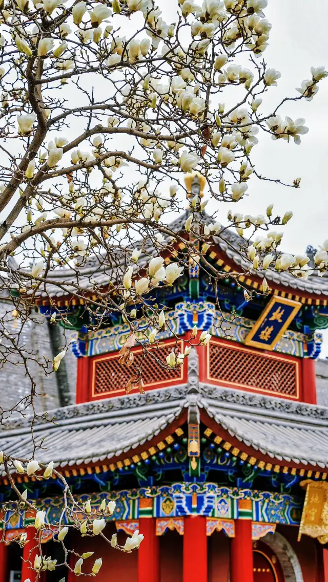 西安獨有的浪漫,不去後悔一年