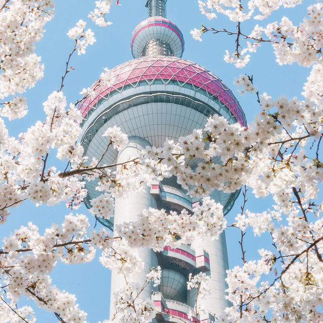 東方明珠｜四月花神🌸