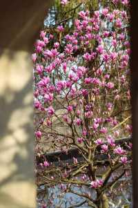 玉蘭吐芳