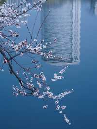 合肥的杏花要開在杏花公園，才算對味！