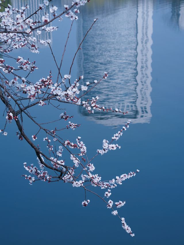合肥的杏花要開在杏花公園，才算對味！