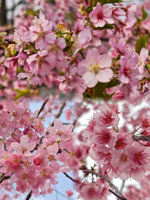 南京限定！闖入莫奈花園，邂逅春日美好