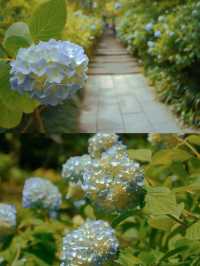春日繡球花地圖：鎌倉篇