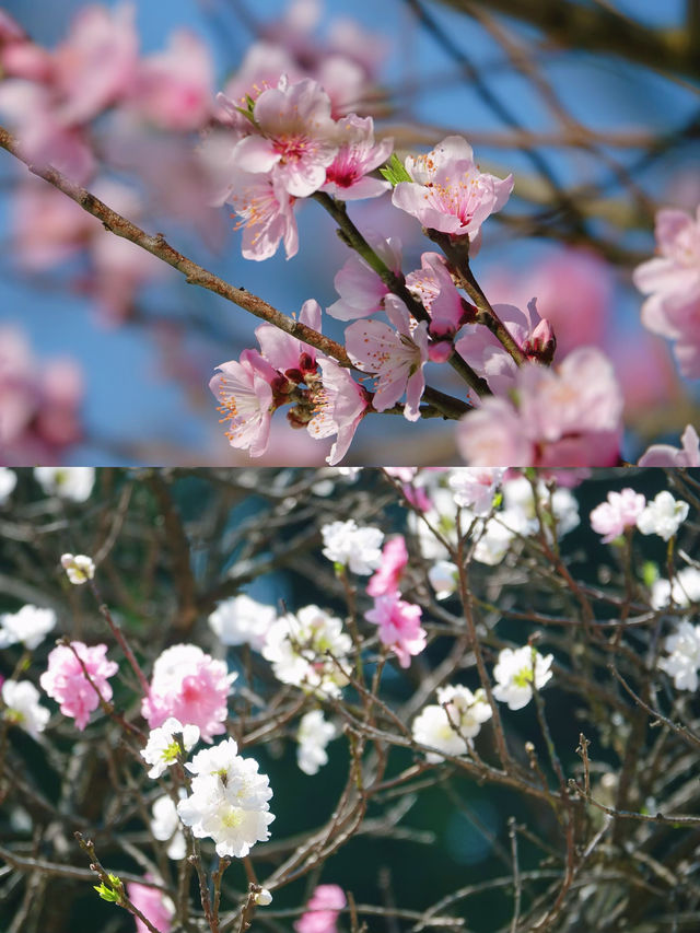 昆明郊野公園 |  邂逅一場粉色櫻花盛宴攻略