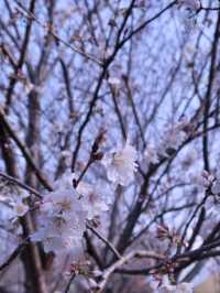 南京限定櫻花皮膚我把春天搬進室內啦