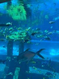 三亞這個不用花錢的水族館，真的讓人上頭！