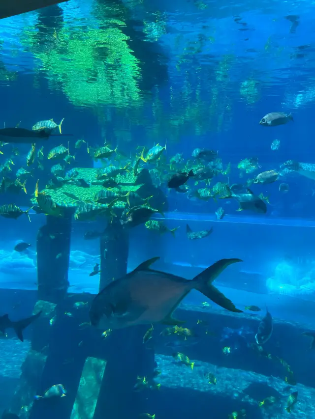 Sanya's free aquarium is truly amazing!
