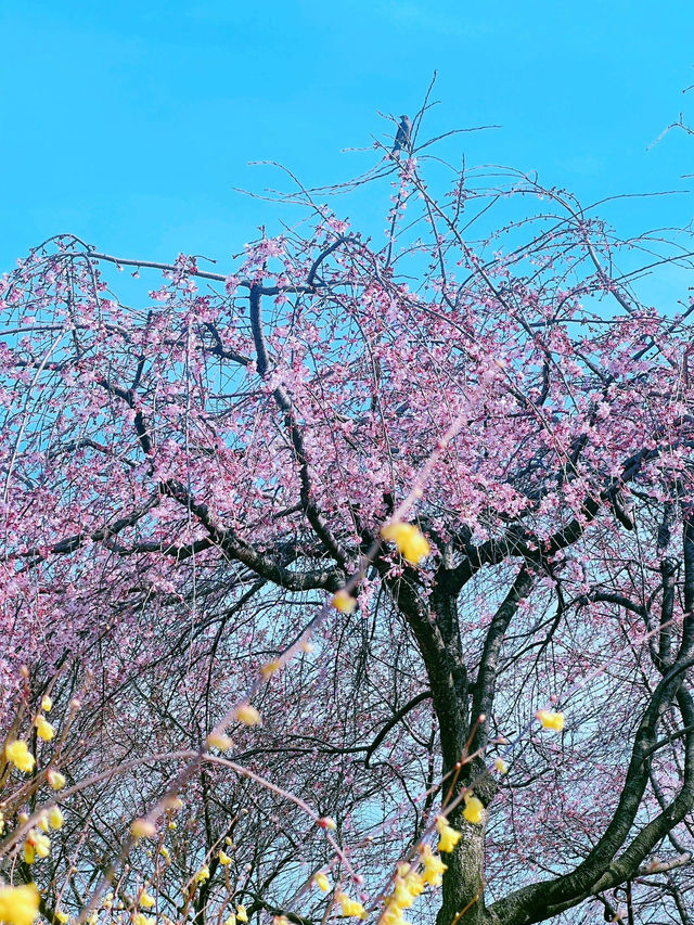 🌸名古屋東山動植物園，邂逅浪漫櫻花季