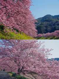 河津桜の早春の魅力を満喫しよう！