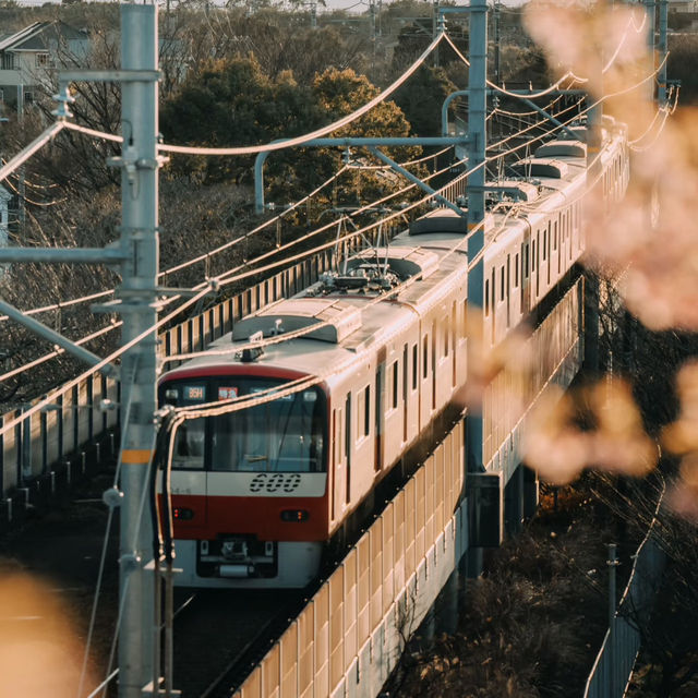 闖進福岡的小鐮倉！福間海岸櫻花列車絕了