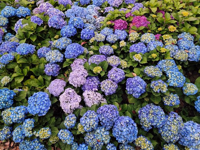 不用飛北歐，誤闖進莫奈的花園！