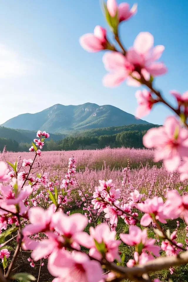 Jiujiang Peach Blossom Viewing Guide: Encounter a Stunning Spring Flower Sea in Jiangnan