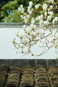 3月玉蘭地圖 無錫的玉蘭花開了！