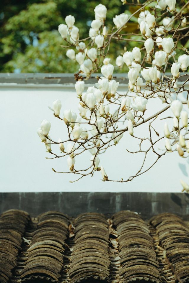3月玉蘭地圖 無錫的玉蘭花開了！
