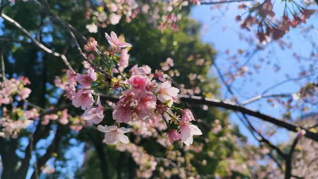 鐵打的雕塑，四季的花