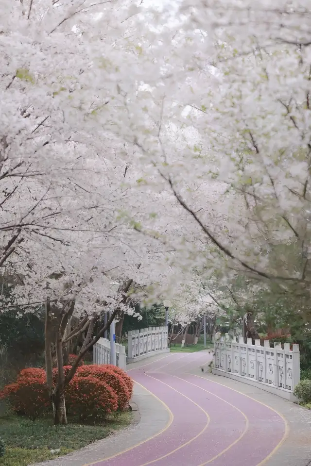 I've found a hidden gem for cherry blossom viewing in Wuxi: Shangxian River.