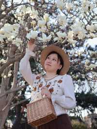 京城限定普渡寺玉蘭花