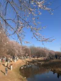 奧森桃花谷的桃花劫～
