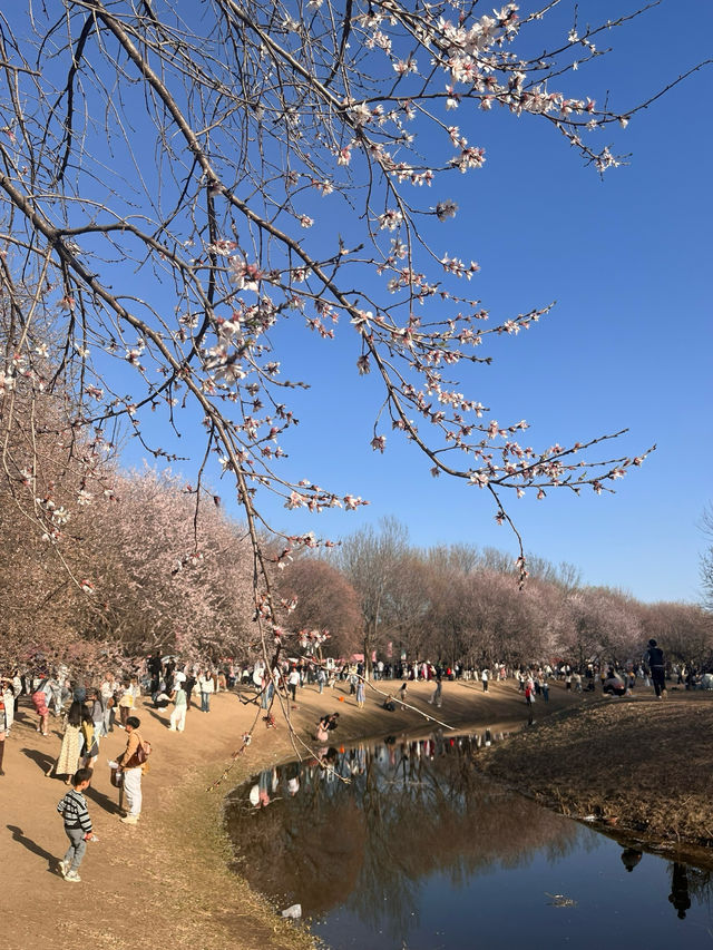 奧森桃花谷的桃花劫～