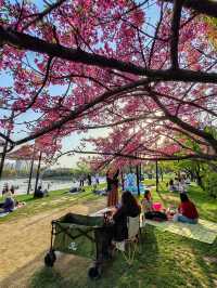 上海大寧公園的鬱金香已到盛花期