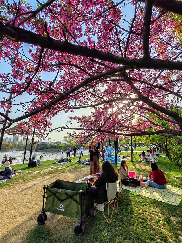 上海大寧公園的鬱金香已到盛花期