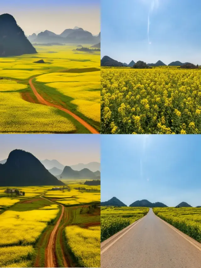 April/May Flower Viewing Guide for Luoping, Yunnan!