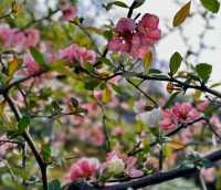閘北公園更值得去拍春花的三大理由