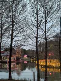 上海顧村賞夜櫻