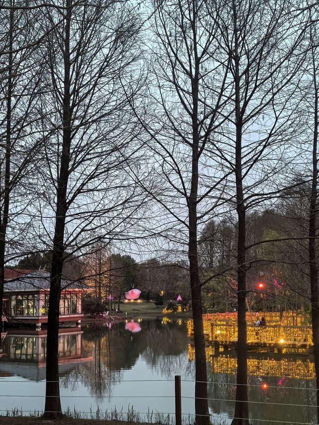 上海顧村賞夜櫻 上海顧村賞夜櫻