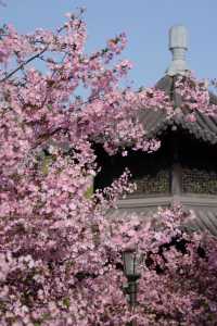 南京雞鳴寺春季賞櫻花攻略