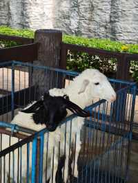 清邁夜間動物園丨遛娃好去處 動物愛好者友好 快去快去
