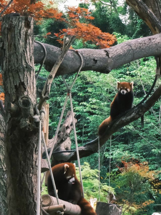 春天就應該去動物園逛逛！上海動物園已經更上一層樓喇