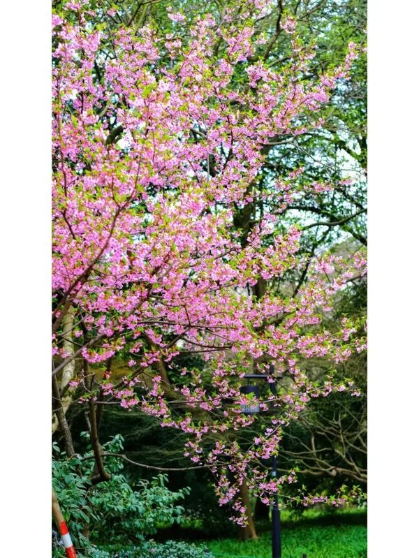 Exploring Hangzhou: A Serene Walk Through Maojiabu