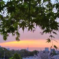 🌸福岡遊之舞鶴公園賞櫻🌸 