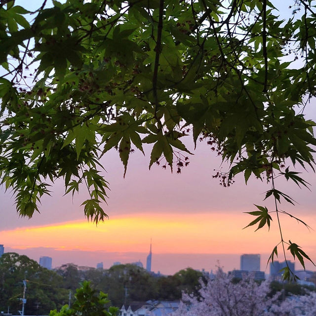 🌸福岡遊之舞鶴公園賞櫻🌸 
