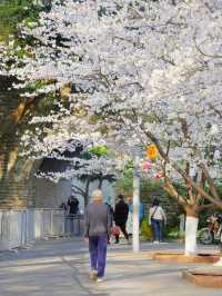 春天嚟南京，千祈唔好錯過賞花citywalk嘅打卡路線！