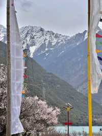 比起嘎拉桃花村，我更愛沿途的雪山和桃樹