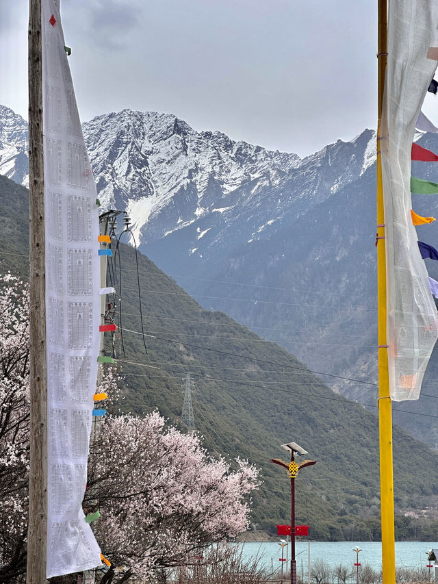 比起嘎拉桃花村，我更愛沿途的雪山和桃樹