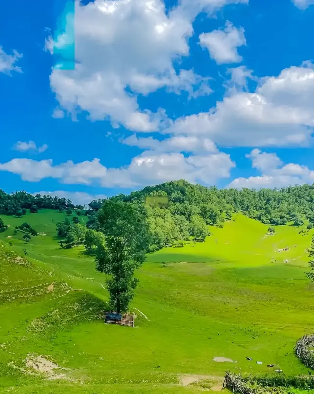 關山草原旅遊攻略