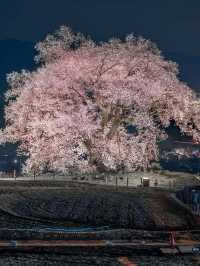  2025 年你不能錯過！東京夜櫻點燈時間大全！