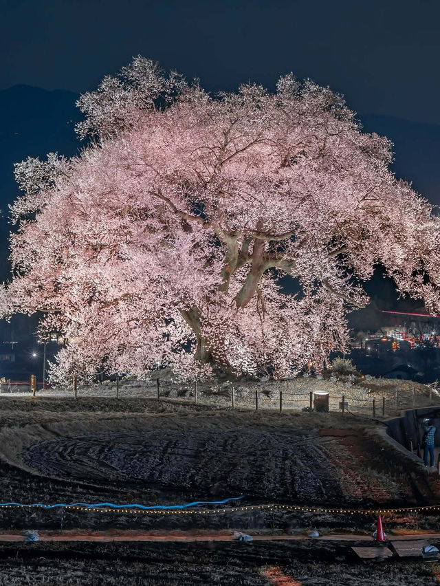  2025 年你不能錯過！東京夜櫻點燈時間大全！