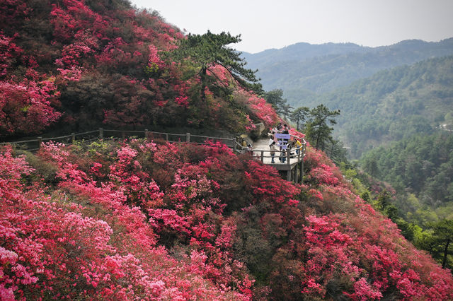 木蘭雲霧山紅喇！4月2日實拍！